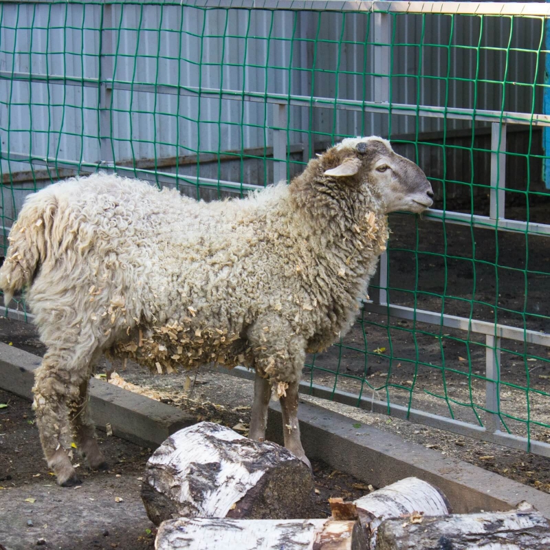 Ogrodzenia dla baranów i owiec - siatki do grodzenia owiec