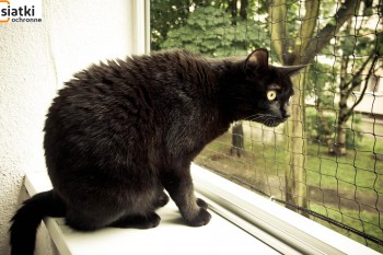  Kocia siatka do zabezpieczania balkonu - Twój kot będzie bezpieczny 