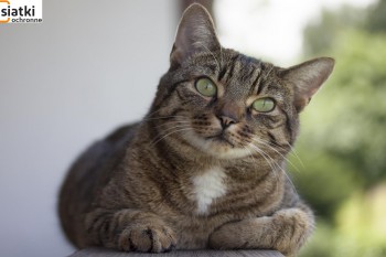  Tania, solidna siatka - doskonałe zabezpieczenie dla twojego kota na balkonie 