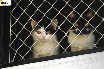  Niedroga siatka beżowa dla kota na balkon 