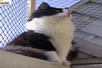  Siatka balkonowa – zabezpieczenie dla kota 