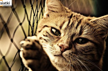  Zabezpieczenie dla kotów – siatka 