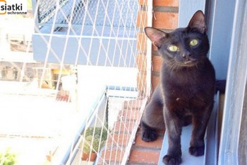  Zabezpieczenie balkonu: siatka o małych oczkach idealna dla kota 