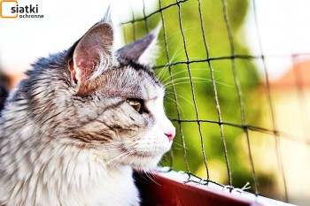 Kocia siatka do zabezpieczania balkonu - Twój kot będzie bezpieczny 