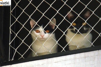  Mocna siatka dla kotów Siatka dla kotów ze sznurka Siatka na balkon 45x45 Sznurkowa siatka na balkon Wytrzymała siatka na balkon 