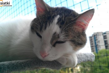  Tania, beżowa siatka ochronna dla kota na balkon 