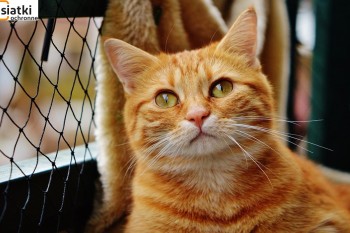  Siatka ochronna dla kota — Idealne zabezpieczenie Twojego balkonu 