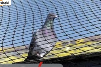  Plastikowe siatki zabezpieczające przed ptakami 
