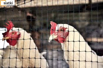  Sznurkowa siatka do hodowli w wolierach ptaków — Dobre zabezpieczenie siatką kur, gęsi i kaczek 