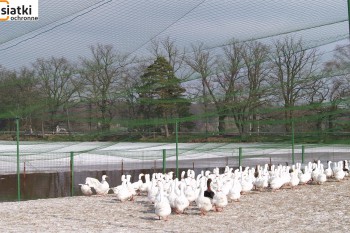  Tanie siatki na woliery do hodowli ptaków — Dobre zabezpieczenie siatką kur, gęsi i kaczek 