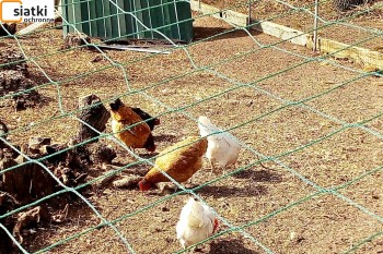  Tania siatka na hodowlę ptaków - woliery na drób — Dobre zabezpieczenie siatką kur, gęsi i kaczek 