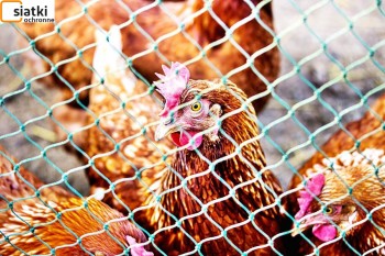  Plastikowa siatka na woliery do hodowli ptaków — Dobre zabezpieczenie siatką kur, gęsi i kaczek 