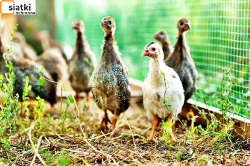  Dobre zabezpieczenie dla hodowli - siatka z polietylenu na kury, gęsi i kaczki 
