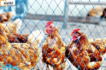  Ogrodzenia i klatki - Tania siatka dla zwierząt pomocna przy hodowli — Dobre zabezpieczenie siatką kur, gęsi i kaczek 